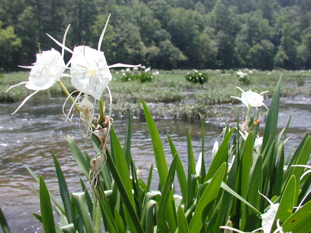 Cahaba lily in bloom along river bank