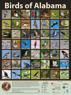 Poster showing birds of Alabama