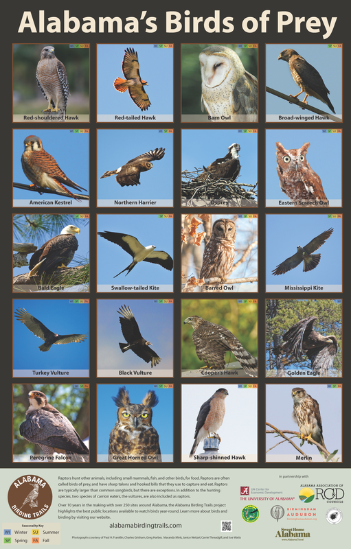 Alabama's Birds of Prey Poster