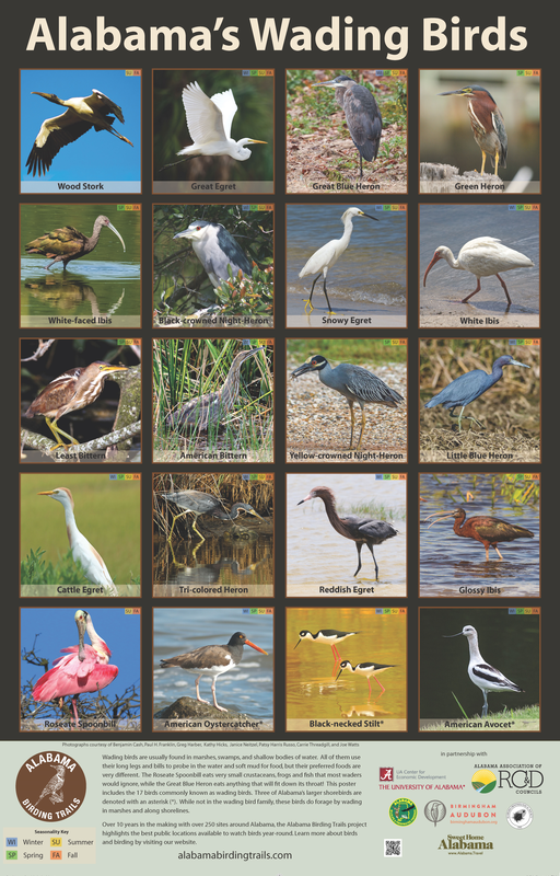 Alabama's Wading Birds Poster